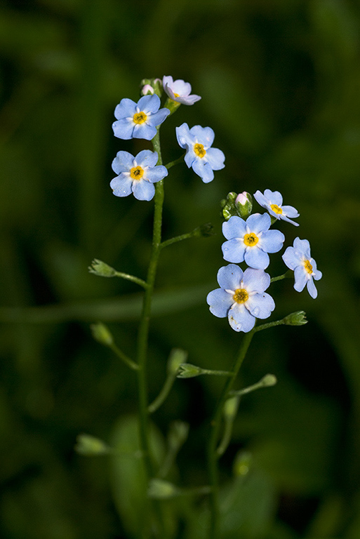 Myosotis_scorpioides_LP0071_18_Hedgecourt