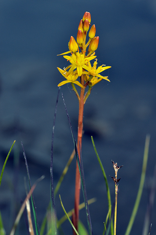 Narthecium_ossifragum_LP0233_21_Thursley