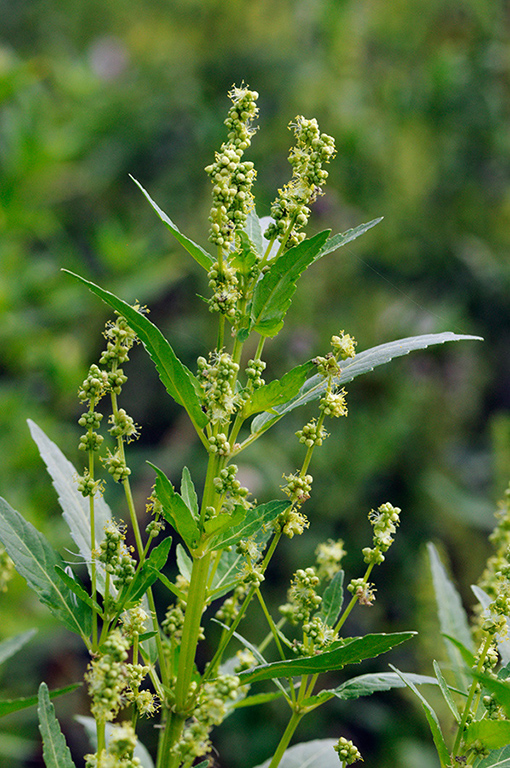 Mercurialis_annua_LP0323_18_Ranscombe_Farm