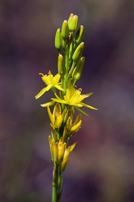 Narthecium_ossifragum_LP0216_42_Thursley