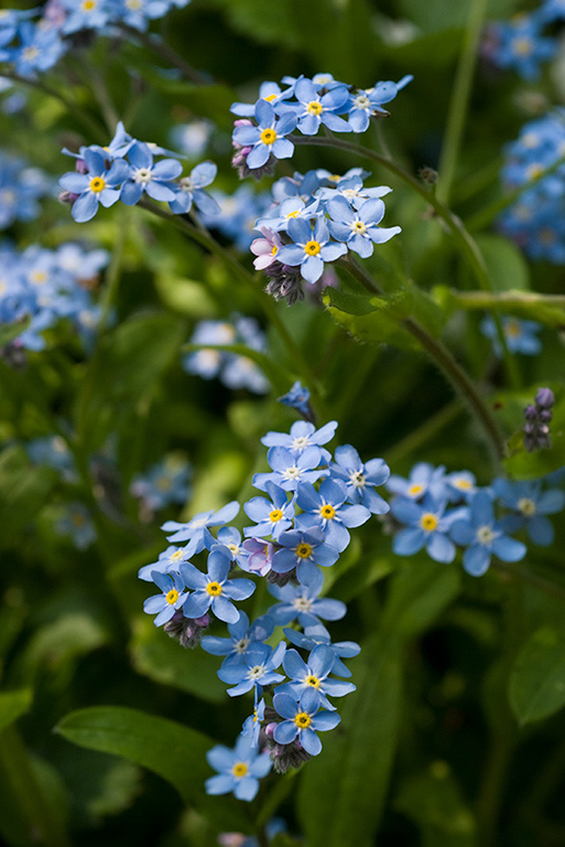 Myosotis_sylvatica_LP0115_22_Kenley