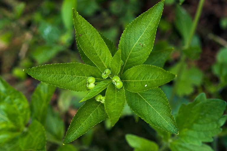 Mercurialis_perennis_LP0202_08_Thursley