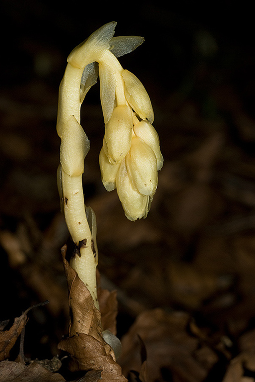 Monotropa_hypopitys_LP0066_20_Titsey