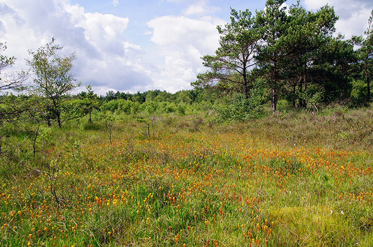 Narthecium_ossifragum_LP0251_04_Chobham_Common