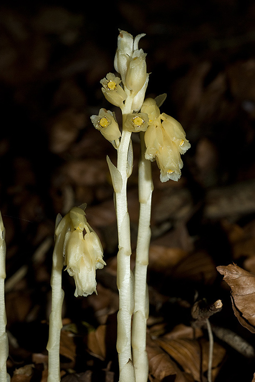 Monotropa_hypopitys_LP0066_35_Titsey