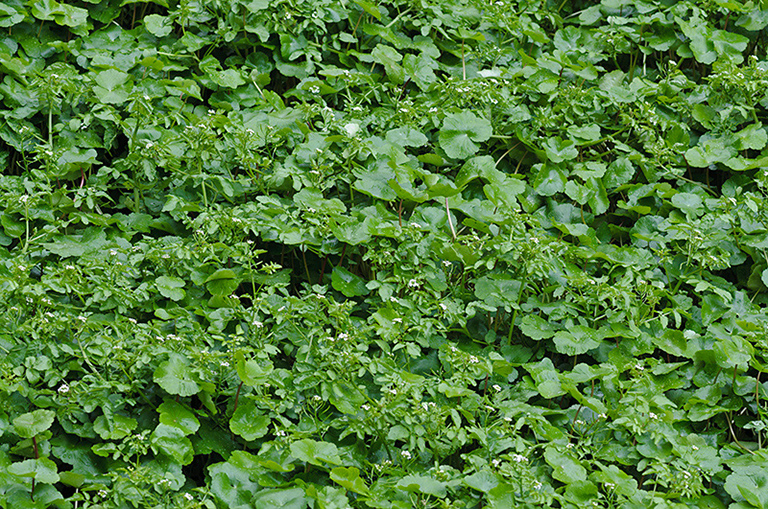 Nasturtium_officinale_LP0480_29_Wandle