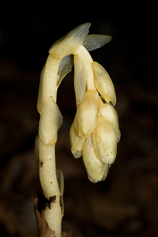 Monotropa_hypopitys_LP0066_23_Titsey