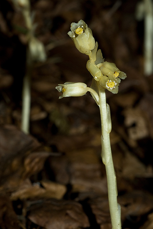 Monotropa_hypopitys_LP0066_41_Titsey