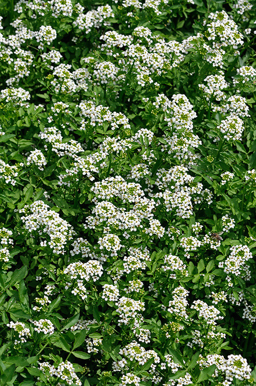 Nasturtium_officinale_LP0365_34_Hampton_Court