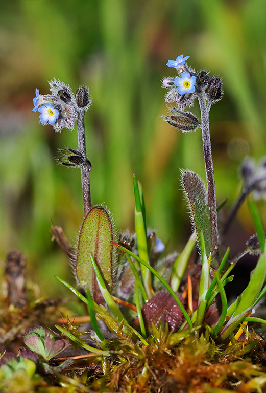 Myosotis_ramosissima_LP0358_13_Henley_Park