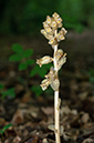 Monotropa_hypopitys_LP0586_06_Selsdon_Wood