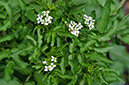 Nasturtium_officinale_LP0428_07_Farnham