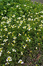 Nasturtium_microphyllum_LP0402_44_Gatwick