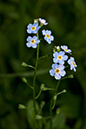 Myosotis_scorpioides_LP0071_18_Hedgecourt