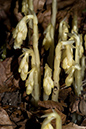 Monotropa_hypopitys_LP0066_10_Titsey