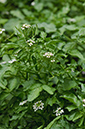 Nasturtium_officinale_LP0589_01_Beddington