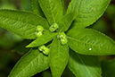 Mercurialis_perennis_LP0202_10_Thursley