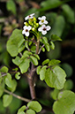 Nasturtium_officinale_LP0287_27_Bushy_Park