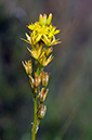 Narthecium_ossifragum_LP0216_07_Thursley