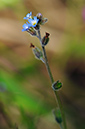 Myosotis_ramosissima_LP0312_07_St_Martha