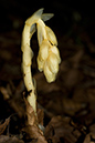 Monotropa_hypopitys_LP0066_20_Titsey