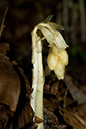 Monotropa_hypopitys_LP0066_43_Titsey