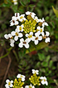 Nasturtium_microphyllum_LP0402_50_Gatwick