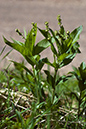 Mercurialis_annua_LP0193_33_Chinthurst_Hill