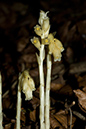 Monotropa_hypopitys_LP0066_35_Titsey