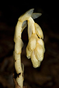 Monotropa_hypopitys_LP0066_23_Titsey