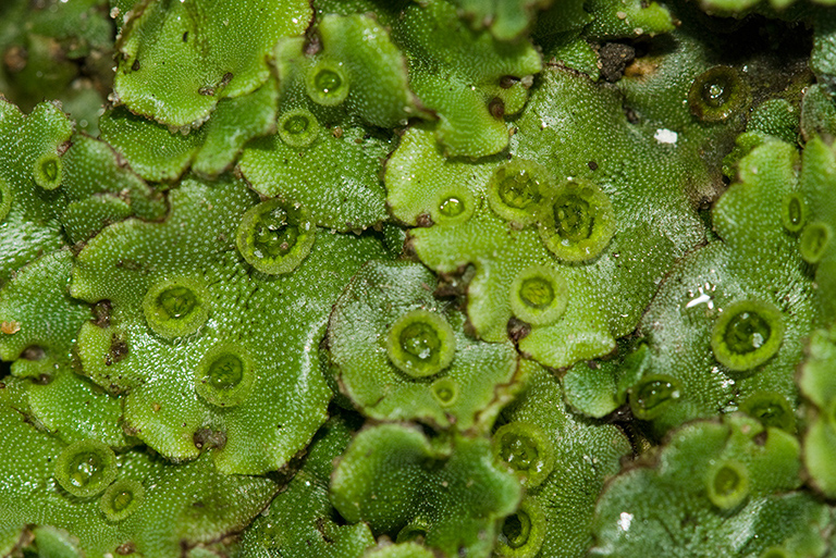 Marchantia_polymorpha_LP0224_06_Wisley