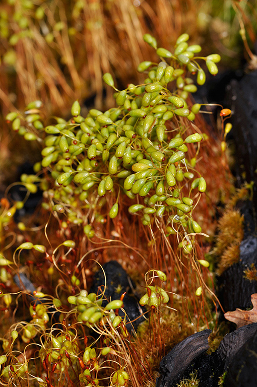 Funaria_hygrometrica_LP0268_59_Hindhead