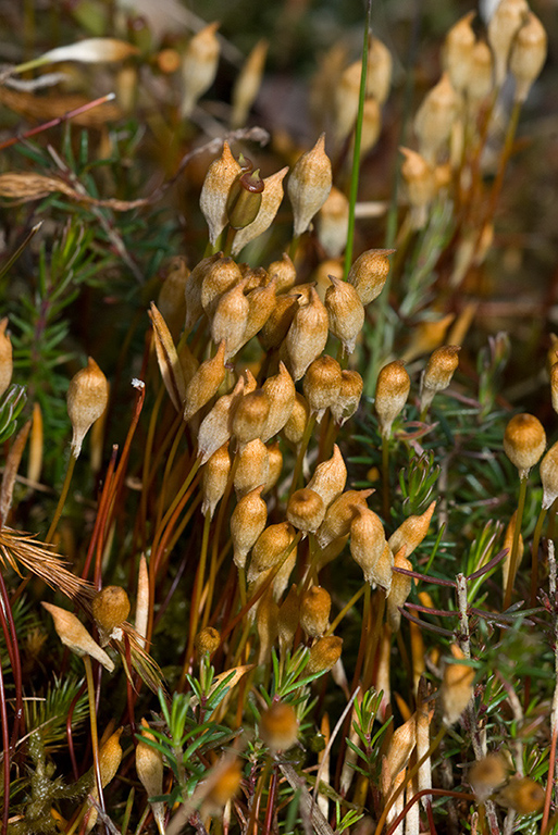 Polytrichum_LP0118_19_Hale_Common