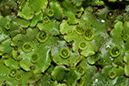 Marchantia_polymorpha_LP0224_06_Wisley