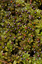 Sphagnum_papillosum_LP0233_51_Thursley