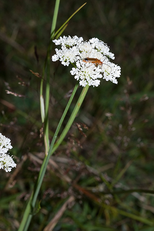 Oenanthe_pimpinelloides_LP0159_25_Epsom_Common