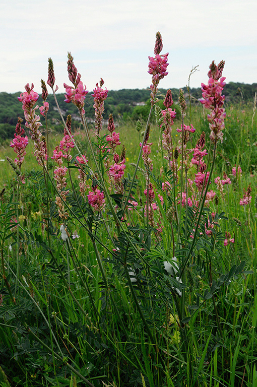 Onobrychis_viciifolia_LP0315_31_Kenley_Common