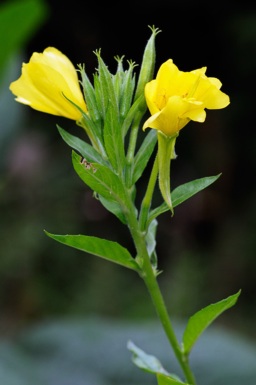 Oenothera_biennis_LP0379_57_Brookwood_Cemetery