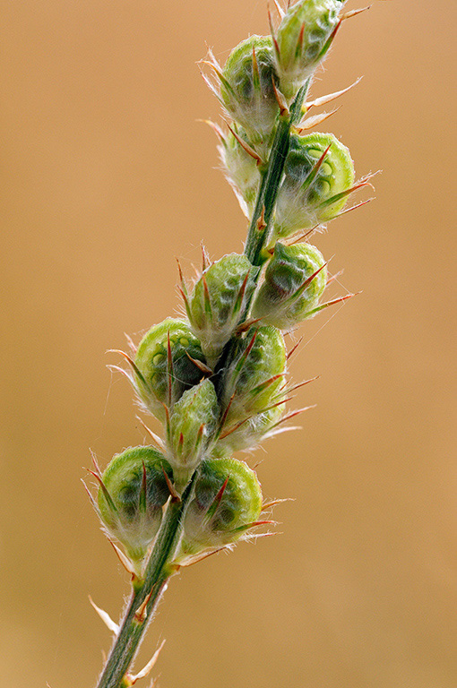 Onobrychis_vicifolia_LP0375_13_Clandon_Wood