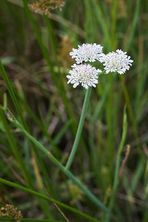 Oenanthe_fistulosa_LP0152_27_Lingfield