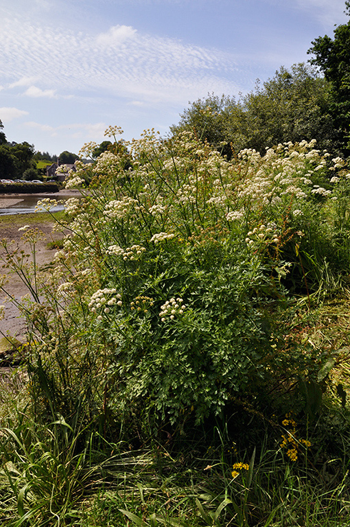 Oenanthe_crocata_LP0276_42_Lopwell_Dam