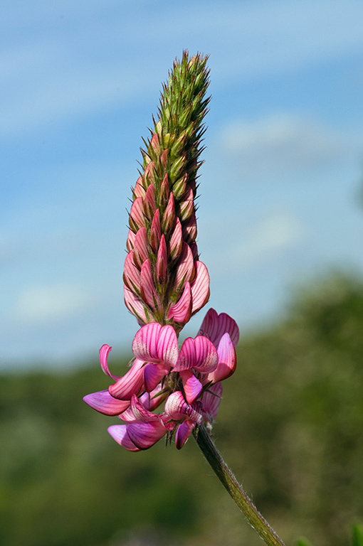 Onobrychis_viciifolia_LP0532_1_Kenley_Common