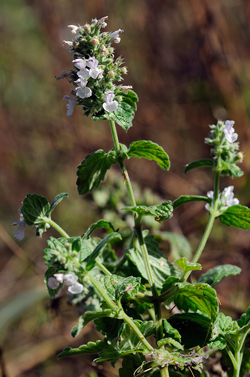 Nepeta_cataria_LP0328_35_Langley_Bottom