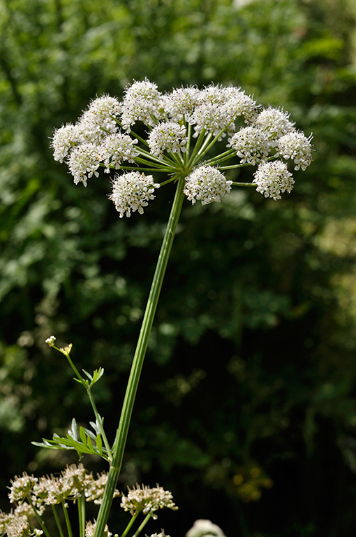 Oenanthe_crocata_LP0276_59_Lopwell_Dam