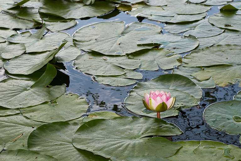 Nymphaea_LP0072_22_Thursley