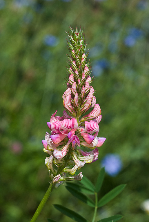 Onobrychis_vicifolia_LP0021_25_Coulsdon