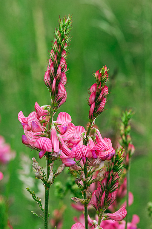 Onobrychis_vicifolia_LP0455_15_Kenley_Common