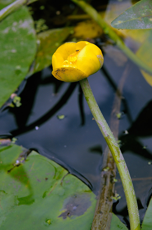 Nuphar_lutea_LP0380_27_Westhumble