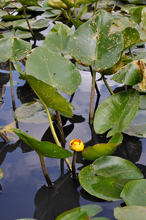 Nuphar_advena_LP0252_64_Windsor