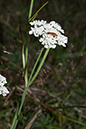 Oenanthe_pimpinelloides_LP0159_25_Epsom_Common